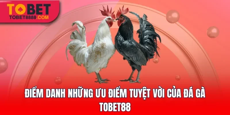 Điểm danh những ưu điểm tuyệt vời của đá gà Tobet88
