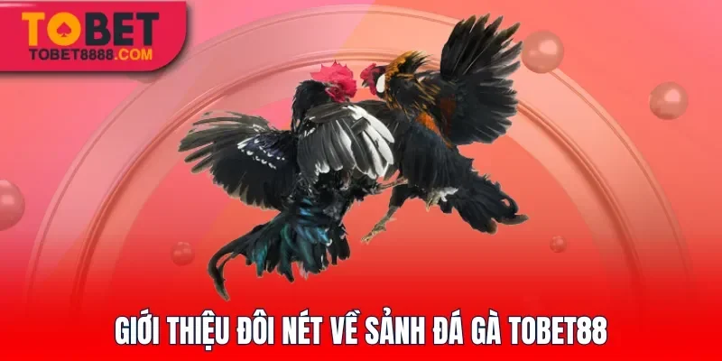Giới thiệu đôi nét về sảnh đá gà Tobet88