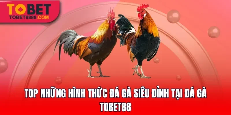 Top những hình thức đá gà siêu đỉnh tại đá gà Tobet88